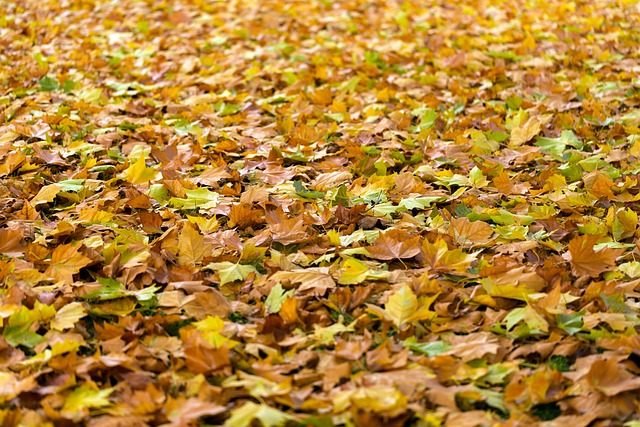 Da martedì 8 ottobre inizia il servizio di spazzamento strade